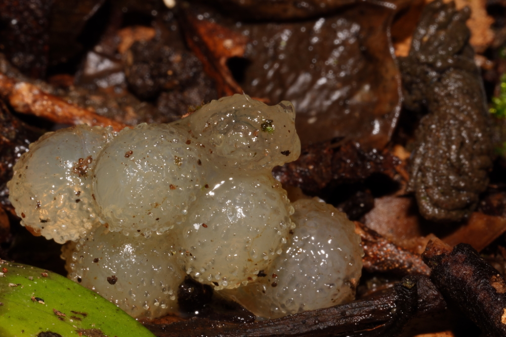 the eggs of a pickle slug look like little pickled onions
